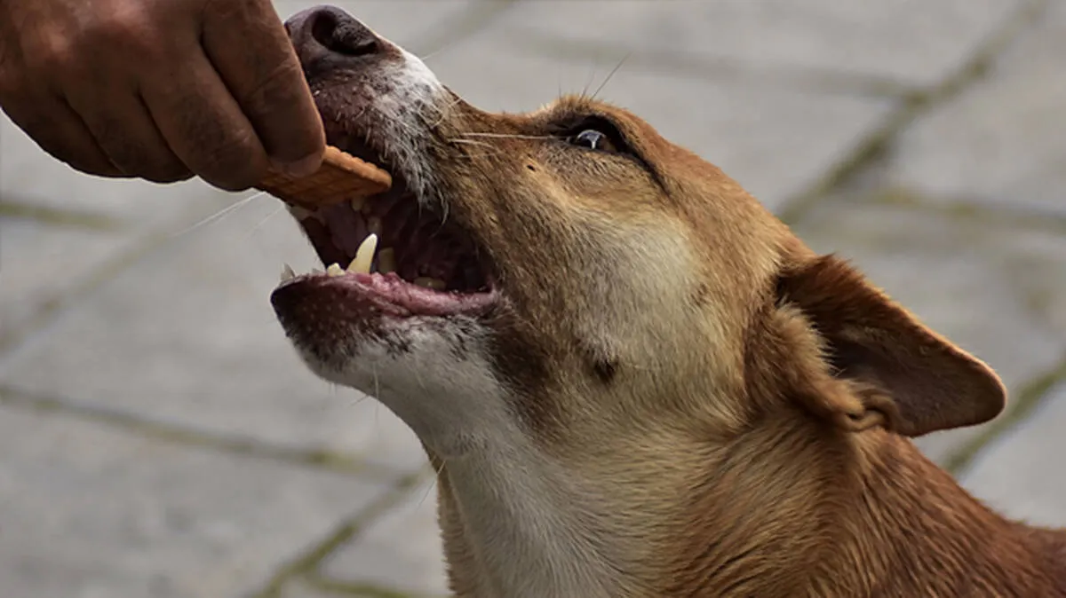stray-dog-feeding-