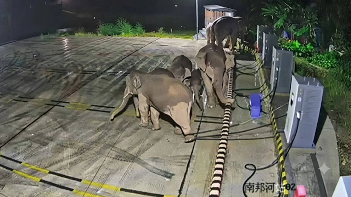 elephant-