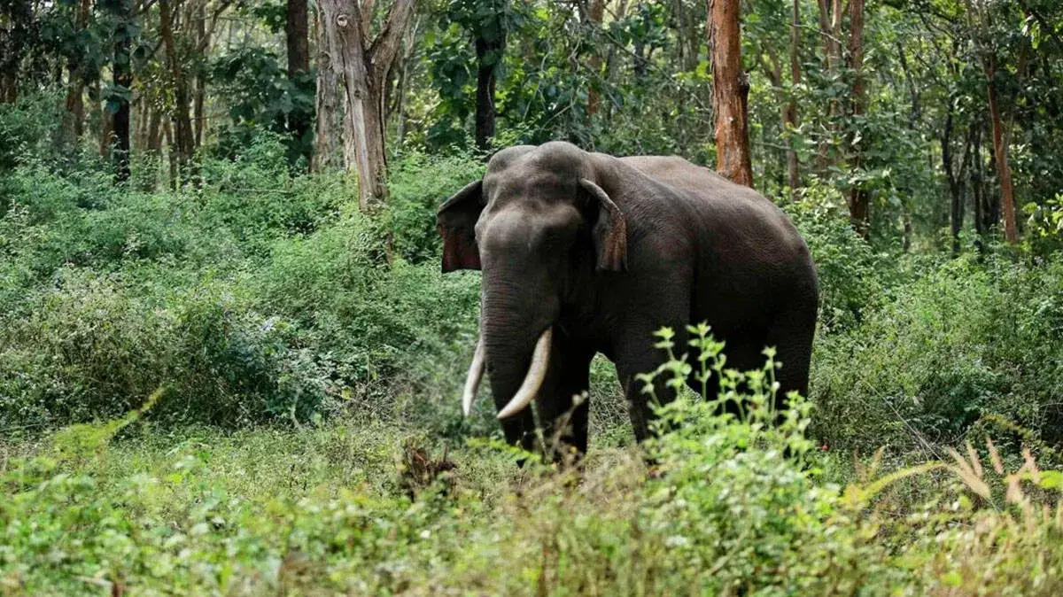 elephant