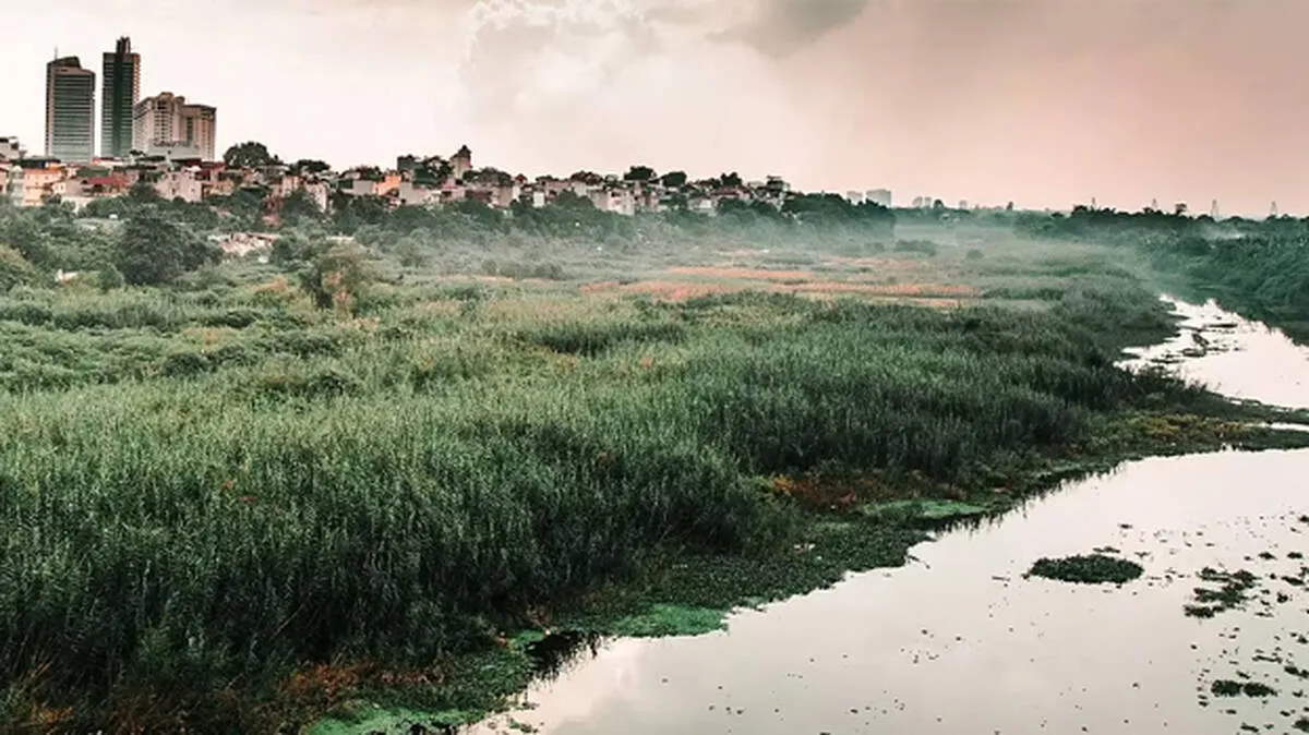 wetland