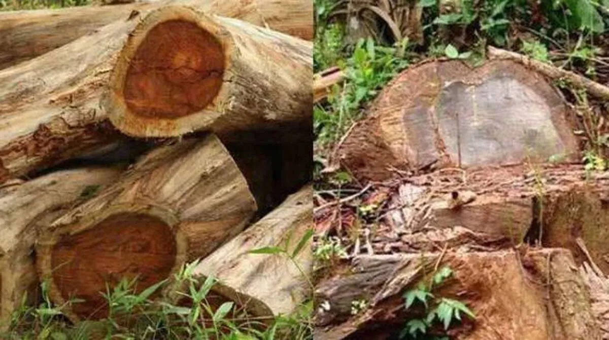 muttil-tree-felling-