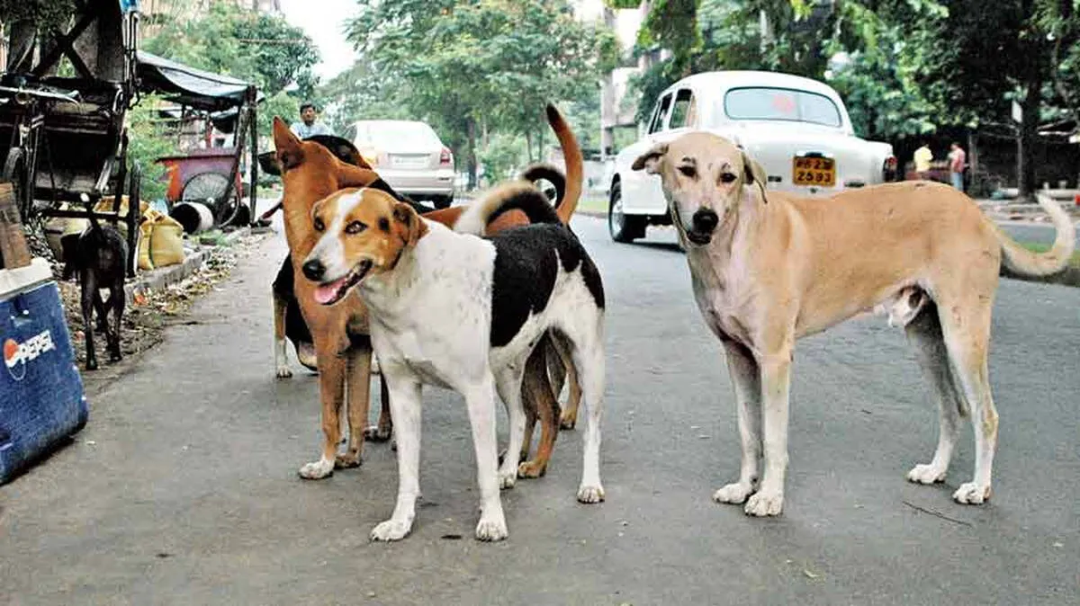 stray-dogs