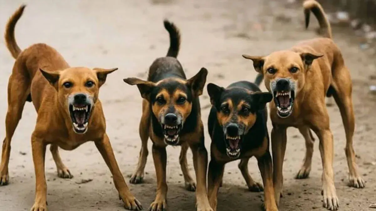 street-dogs-