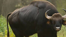 wild-gaur