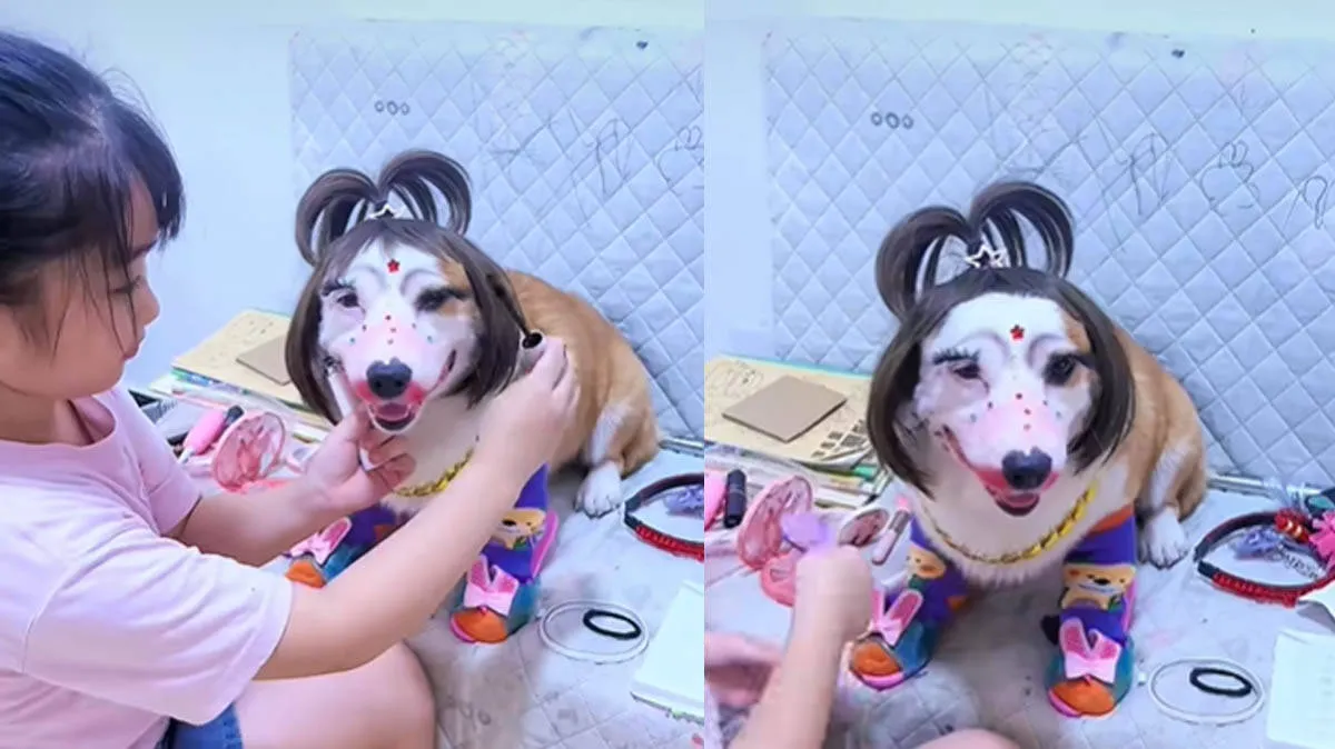 pet-dog pet-dog