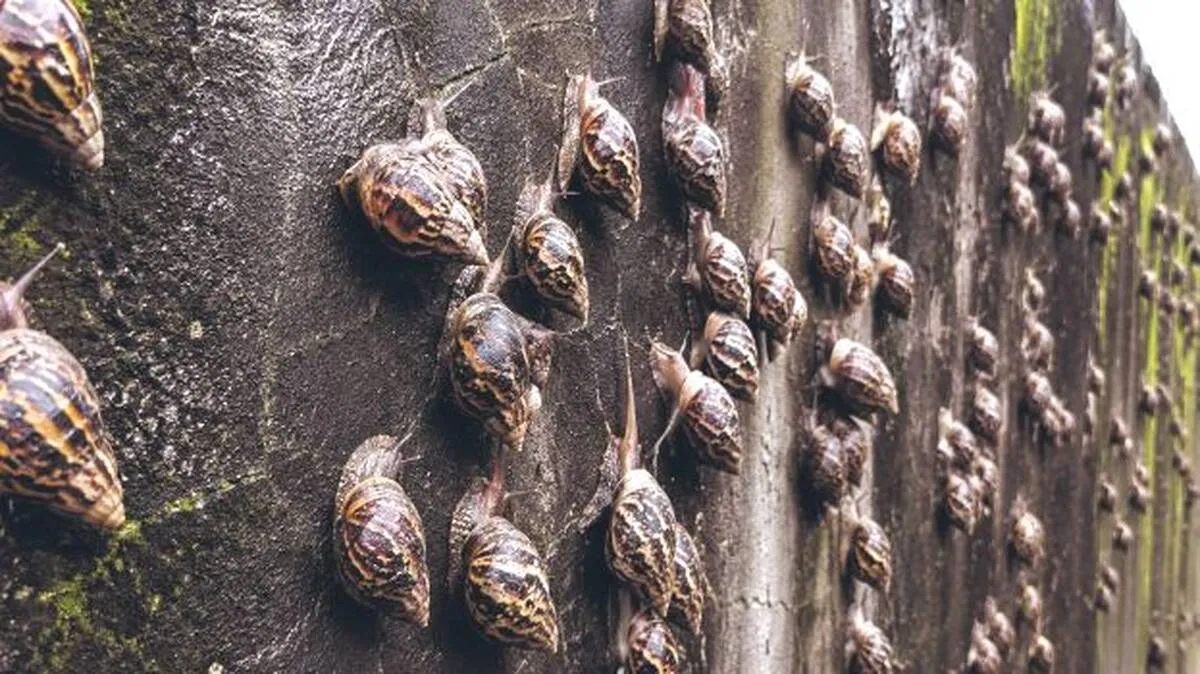 african-giant-snail