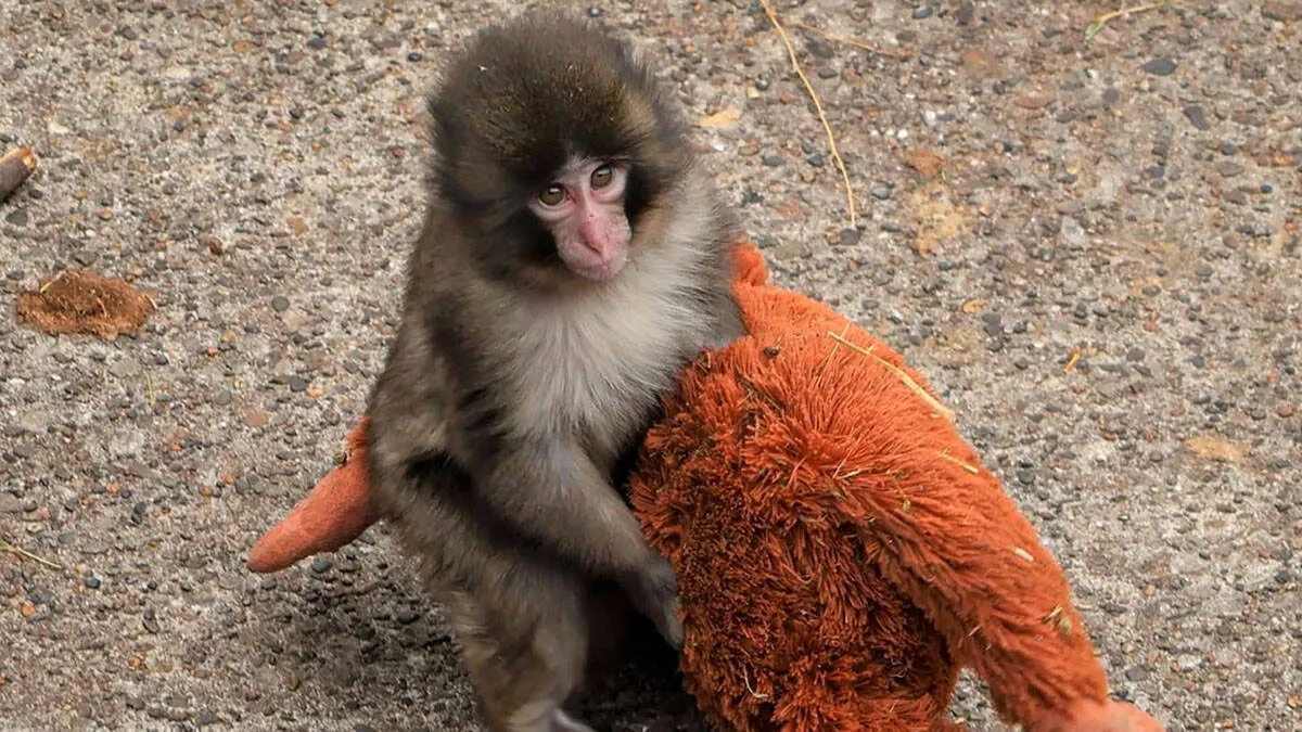 punch-monkey