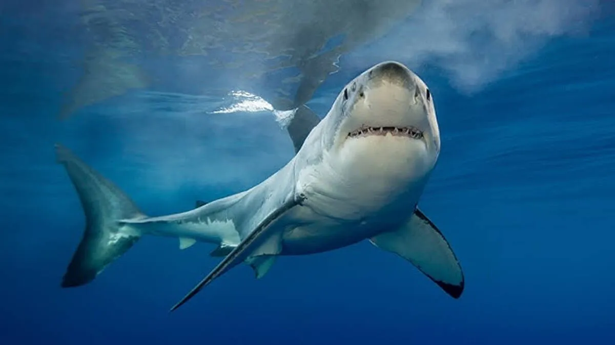 shark
