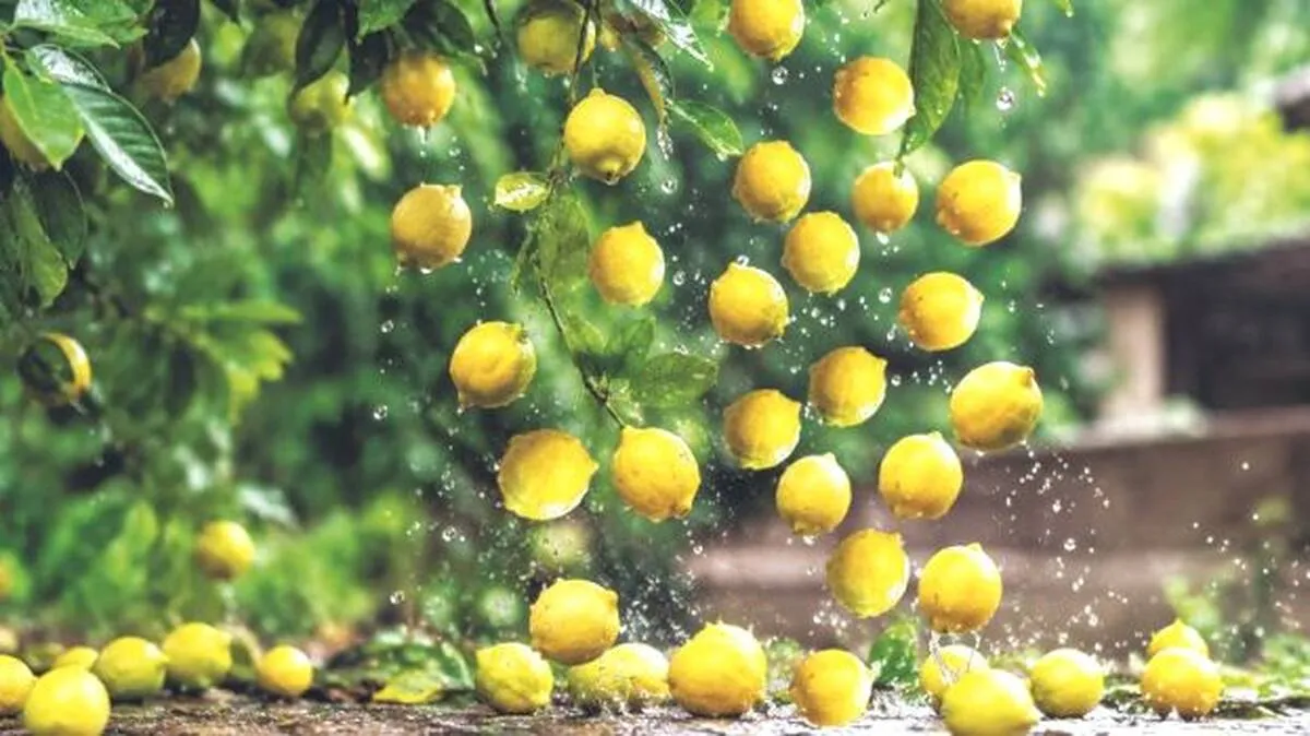 lemon