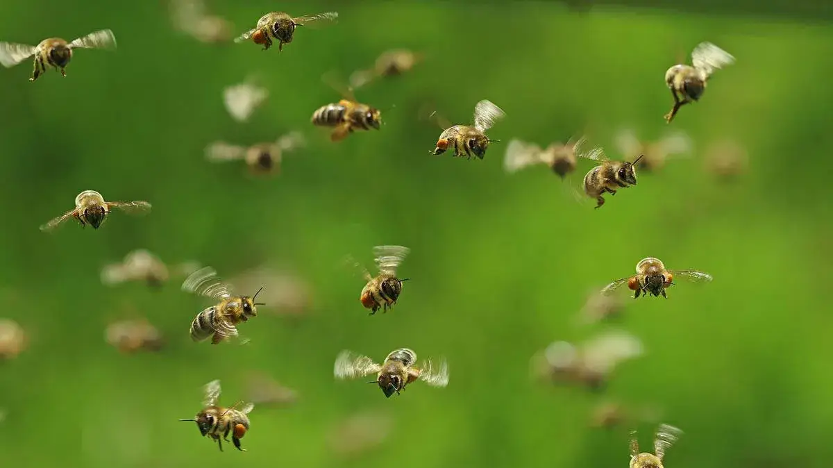 bee-attack