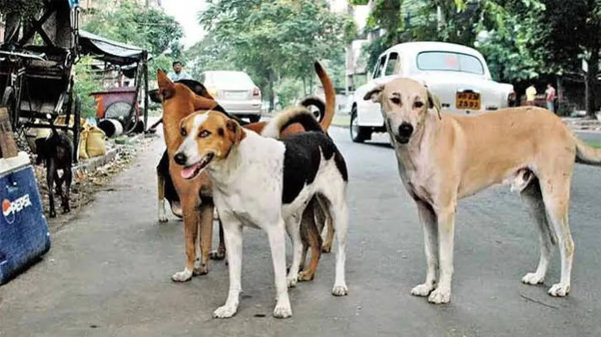 stray-dogs