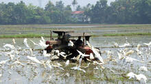 kuttanad