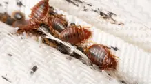 bugs