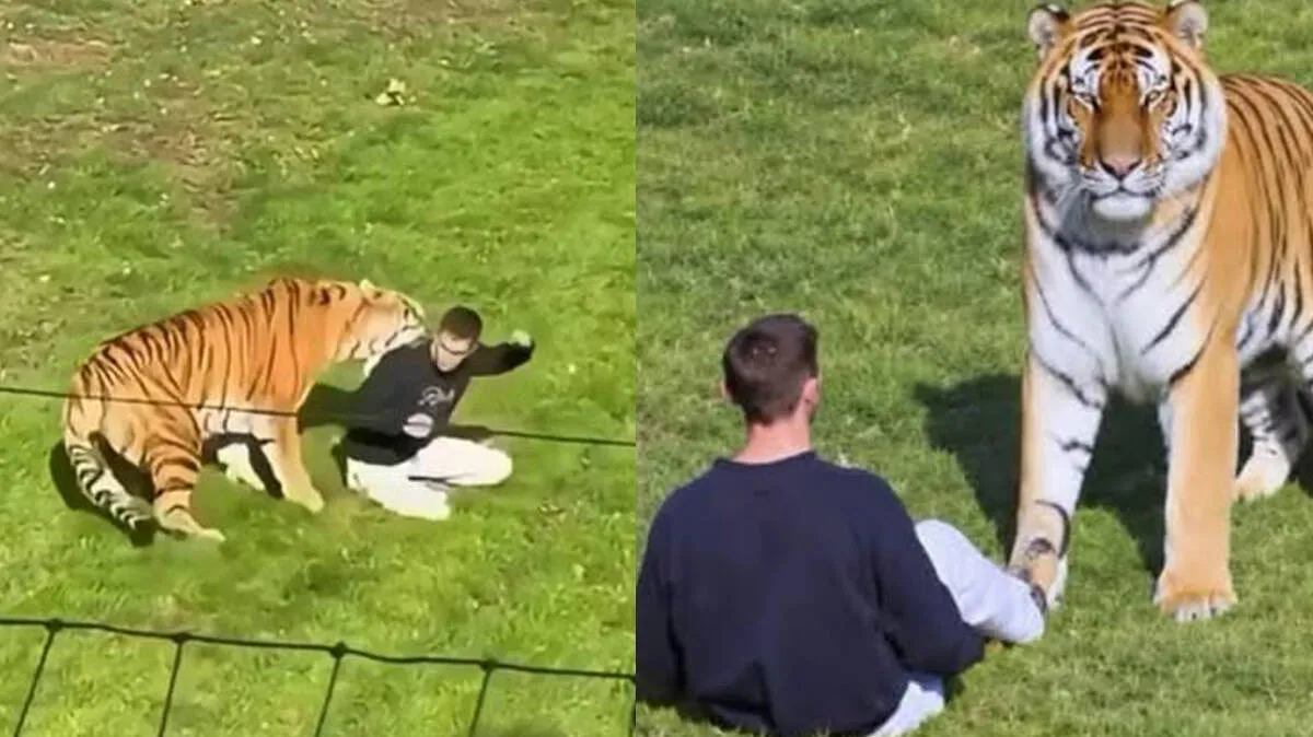 siberian-tiger-