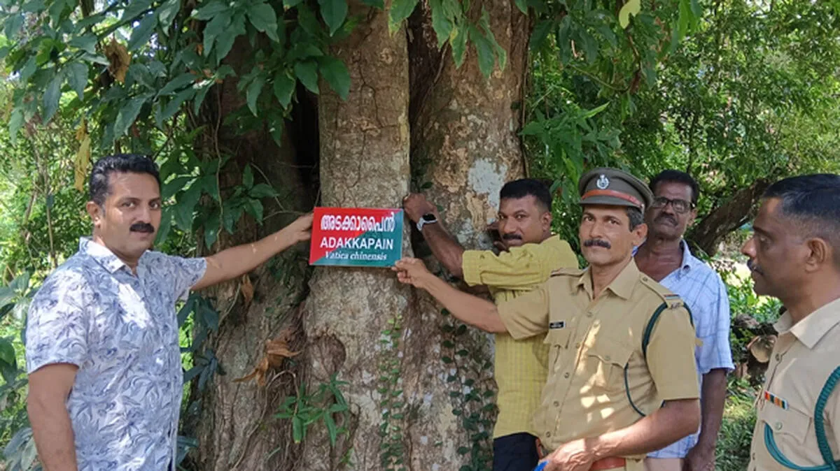 vettikadu-timber-depot