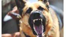 dogs