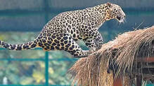 leopard-