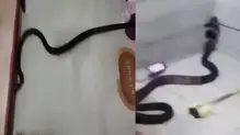 cobra