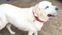 dog